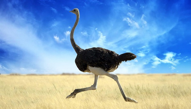 flying-ostrich-ELE-Times
