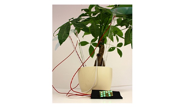 plants main