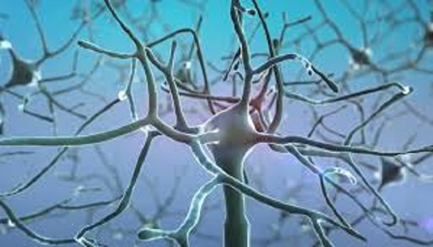 nerve cell modelling