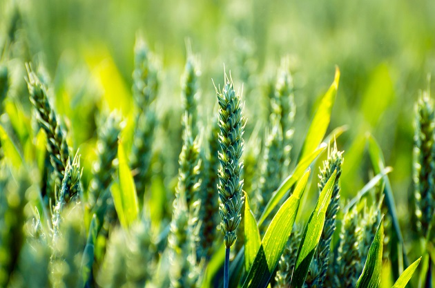 Infineon to foster local entrepreneurship in green agriculture